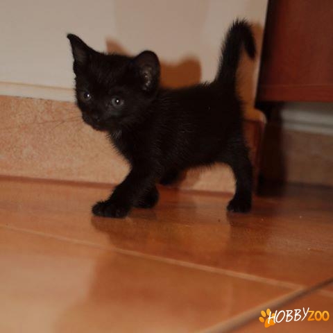 Mascul negru deparazitat