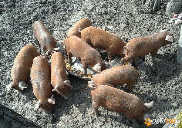 vand porci rasa duroc