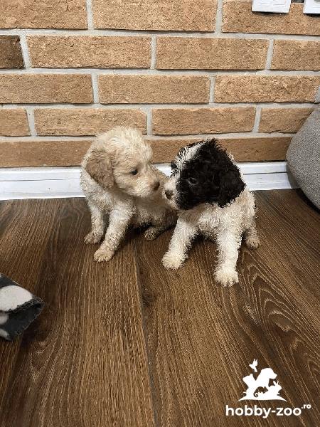 Lagotto Romagnolo căței