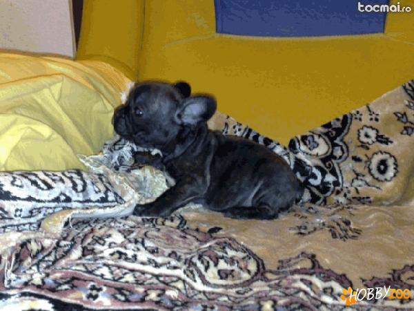 Femela si masculi bulldog francez