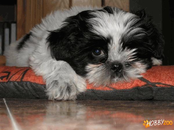 shih tzu superbi