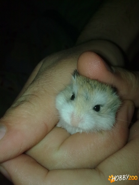 Hamsteri Roborovski pitici