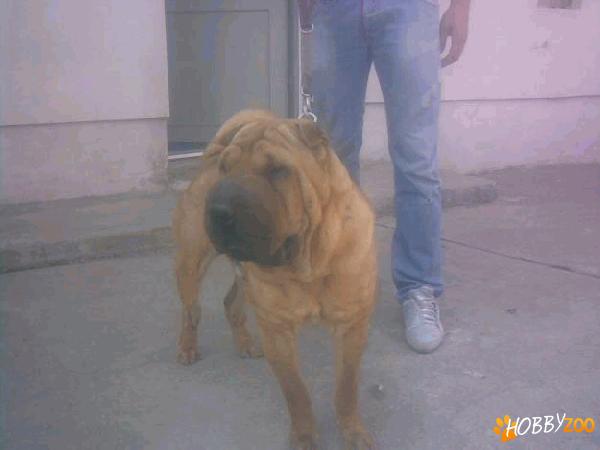vand shar pei urgent