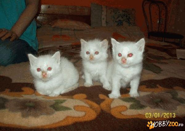 pui Angora Turceasca