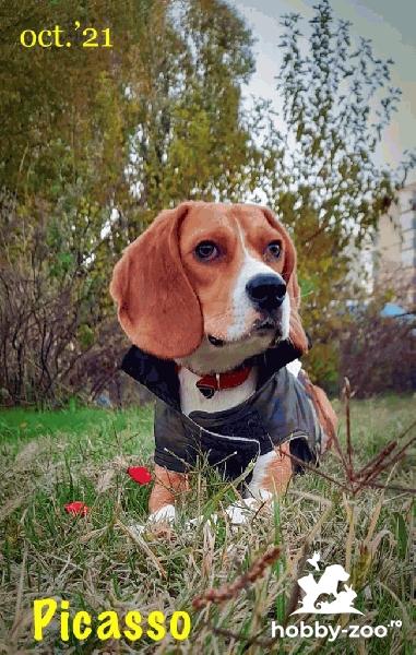 Tânăr beagle, caut parteneră