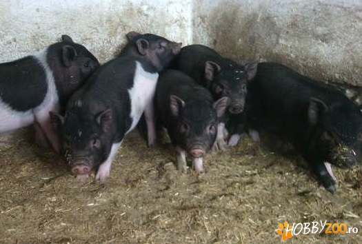 Purcei vietnamezi 6 săptămâni