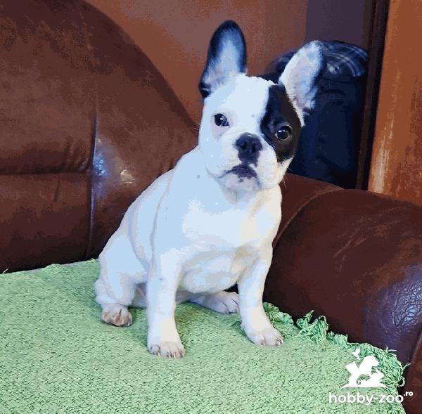 Bulldog Francez – Frumoasă cățelușă