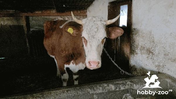 Juninca Bălțată Românească de vanzare