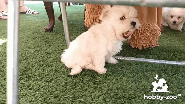  Vînd urgent pui Bichon de 6 săptămîni .