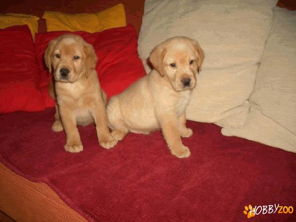 Vindem catelusi Labradorr