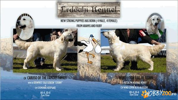 pui Golden Retriever din parinti campioni