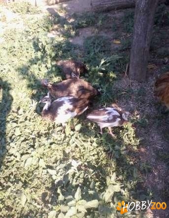 pui de paun iunie 2012