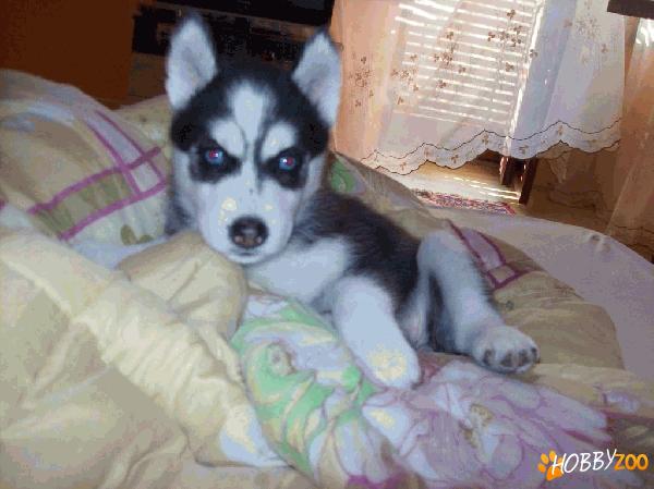 Vand puiuti HUSKY SIBERIAN