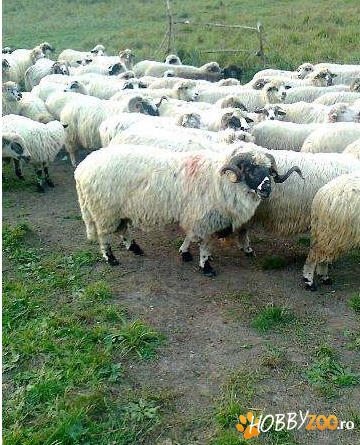 berbec brez turcan bun