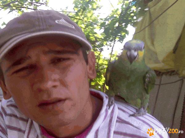 papagal amazon de venezuela