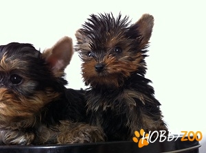 Yorkshire Terrier  de vanzare