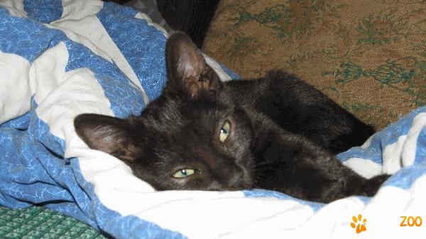 Adoptie pisicuta neagra