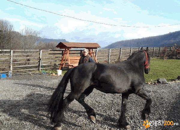 iapa friesian agrement    