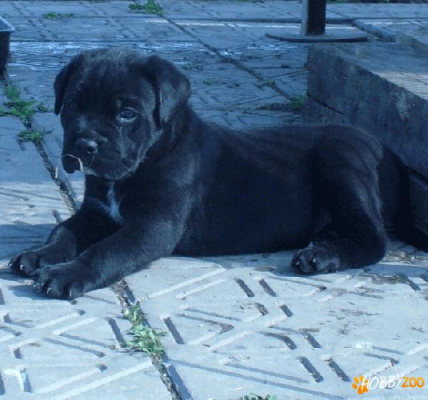 Vand catei CANE CORSO