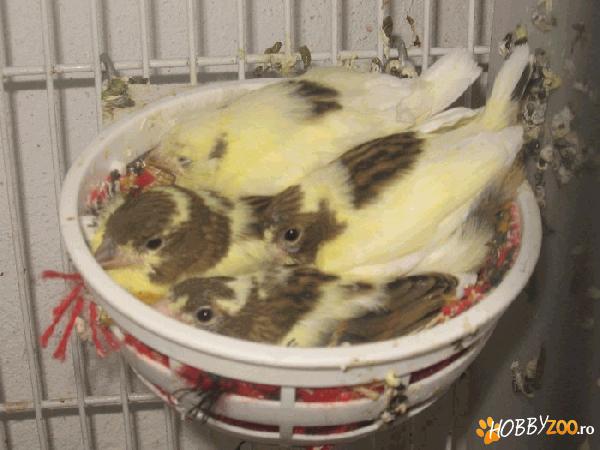 Canari de cantec de vanzare
