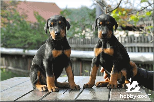 DOBERMAN Cățeluși de vanzare