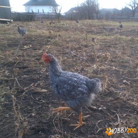 cocosi plymouth rock barat