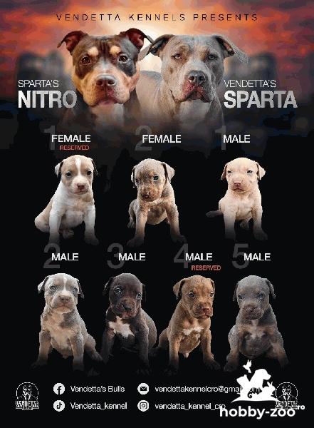 American Pit Bull Terrier cățeluși