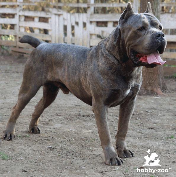 Baiatul Cane Corso de vânzare