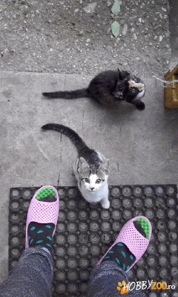 3 pisoi dragalasi pentru adoptie