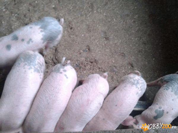 purcei de  rasa petrean