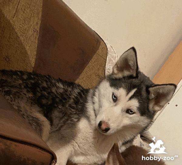 Cățelușa husky in vârsta de 8 luni 