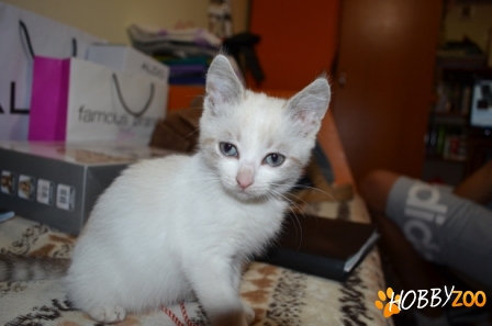 Motanel siamez dulce
