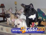 Catei Bulldog Francez Canisa Kris