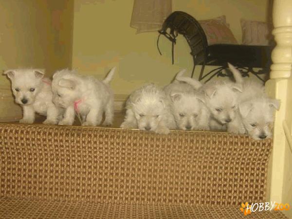 WESTIE FRUMOSI 