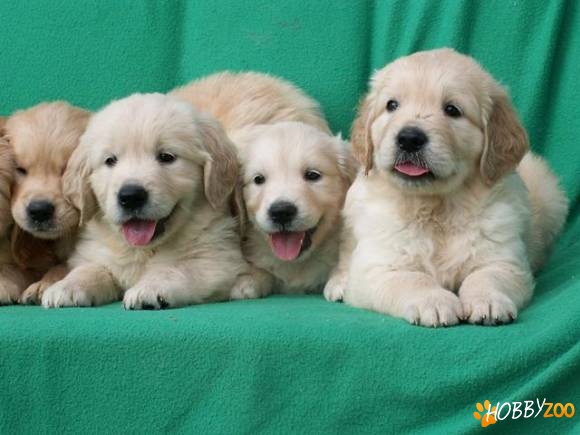 Pui Golden si Labrador Retriever