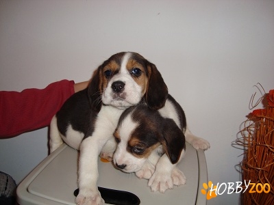beagle de vanzare tricolori