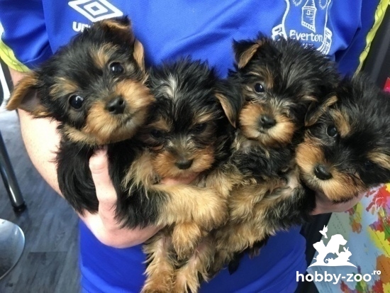 Catei yorkshire terrier toy de vanzare. parinti cu pedigree,