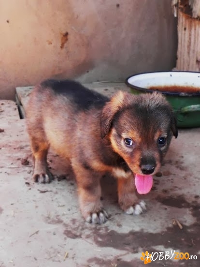 Dovlecica pentru adoptie
