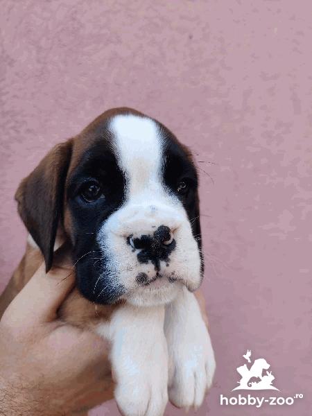 Boxer catelusi de vanzare