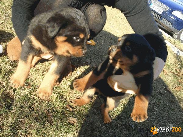 Vand pui rottweiller