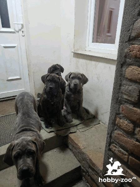 Cane Corso catelusi de vanzare