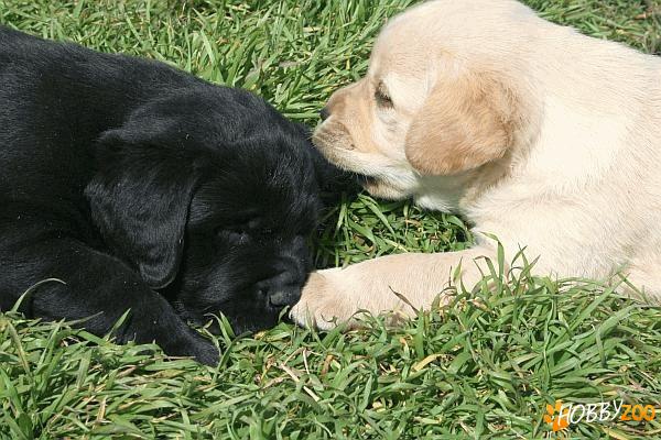 Vand catelusi Labradori