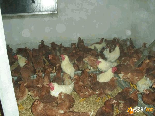 puicute gaini rasa iza brawn