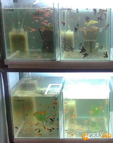 pesti exotici conconius