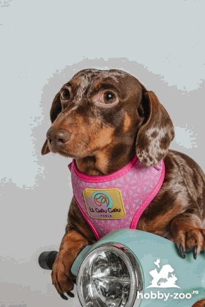 Dachshund pui frumoși