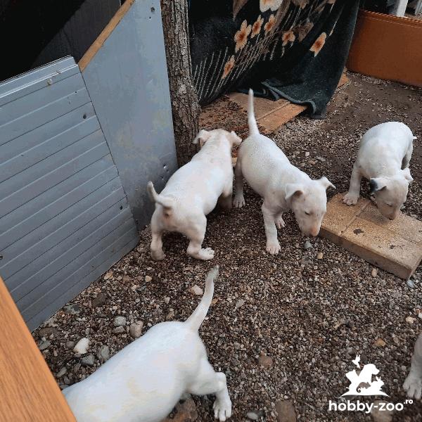  vand pui Bull Terrier