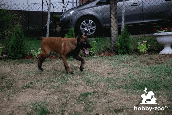 Ciobanescul belgian Malinois