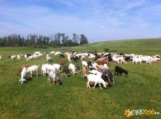 capre tinere montate 