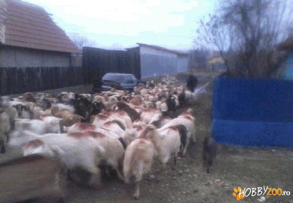 vand capre 70 de bucati