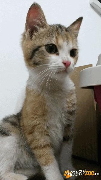 yuki, tarcata perfecta